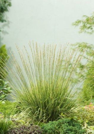 Molinia caerulea Carmarthen